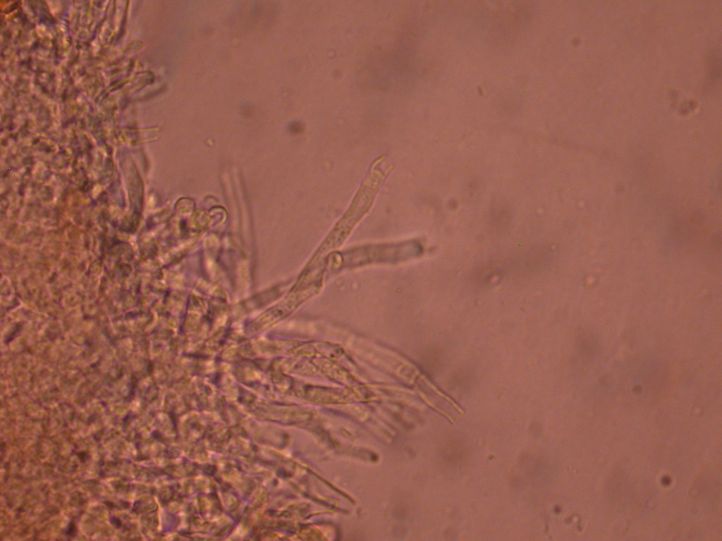 Hypocreopsis lichenoides